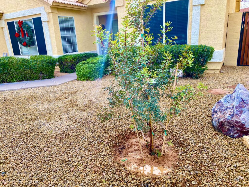 A newly planted tree stabilized with stakes in a residential yard by Valley Tree Masters in Chandler, AZ