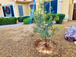A newly planted tree stabilized with stakes in a residential yard by Valley Tree Masters in Chandler, AZ