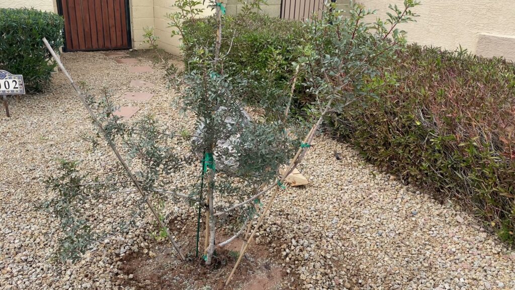 A newly planted tree supported by stakes, indicating tree planting or stabilization service by Valley Tree Masters in Chandler, AZ