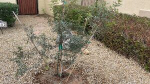 A newly planted tree supported by stakes, indicating tree planting or stabilization service by Valley Tree Masters in Chandler, AZ