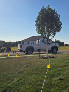 A newly planted tree with stakes and a watering hose next to a Hartington Tree service truck in Yankton, SD.
