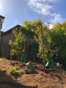 Newly planted trees supported by stakes and watering bags on a slope, showing tree establishment by The Urban Arborist in Lincoln, CA.