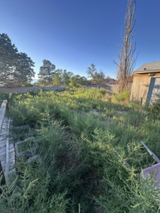 An extensively overgrown backyard before professional cleanup by Appleton Residential Services in Rio Rancho, NM.