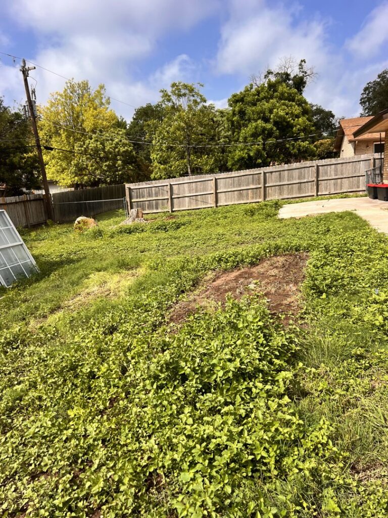An overgrown backyard with discarded windows and wood debris, awaiting removal by SATX Junk-A-Haulics in San Antonio, TX.