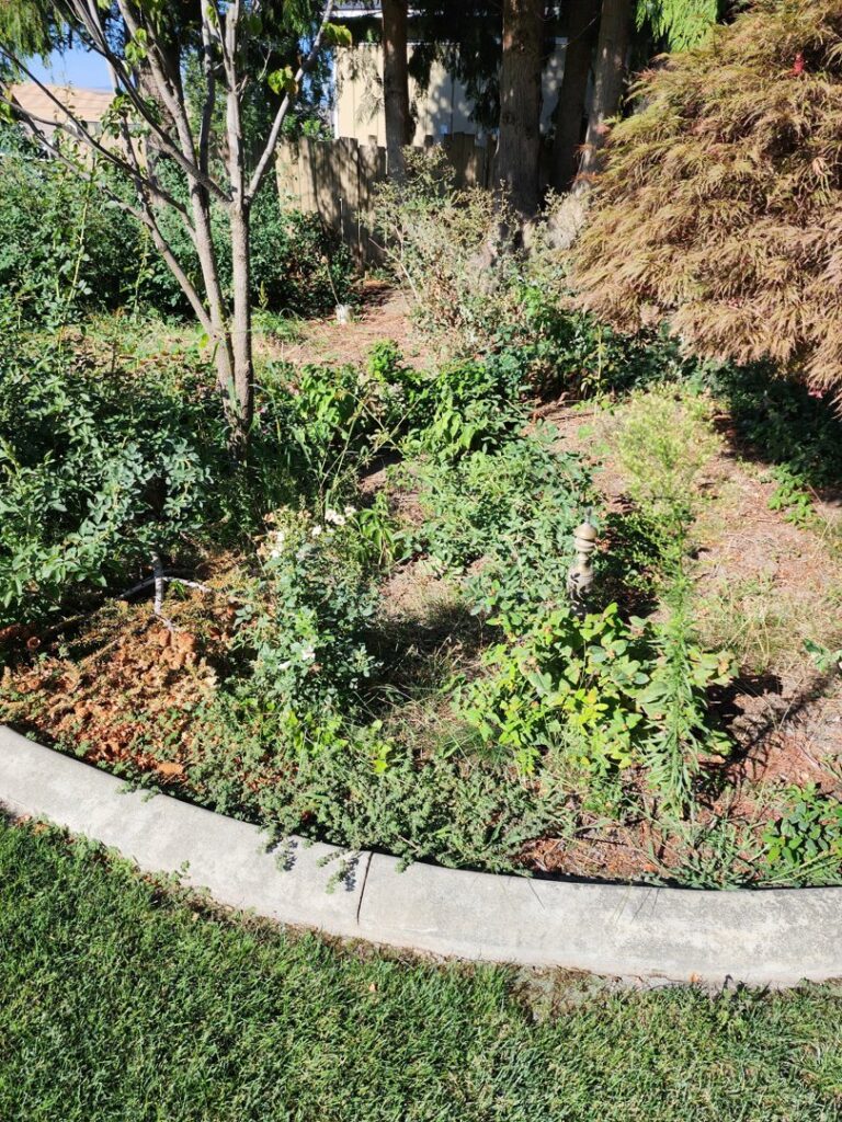 An overgrown garden bed filled with weeds and various plants, awaiting cleanup by Battleship Property Maintenance in Lewiston, ID.