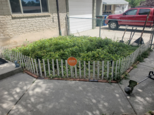 An overgrown garden bed with tools for clearing by Papa Bear's Home Care in West Valley City, UT.
