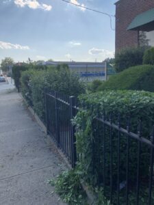 Overgrown shrubs along a metal fence line that have been recently trimmed, with debris on the ground, by Cabral's Landscaping in East Providence, RI.