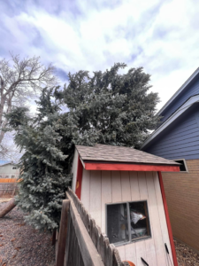 An overgrown evergreen tree positioned very close to a shed, requiring service from Ice Tree Service LLC in Westminster, CO.