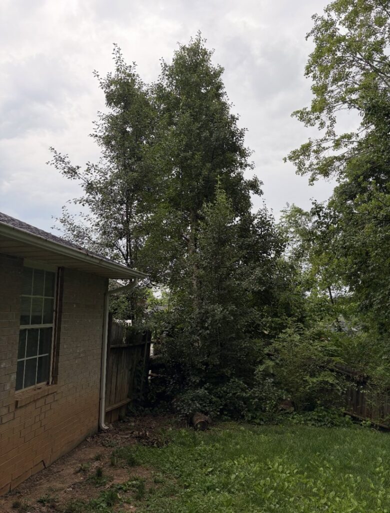 A tall, overgrown tree standing close to a residential house, indicating a need for tree service from Elite Tree Service in Knoxville, TN.