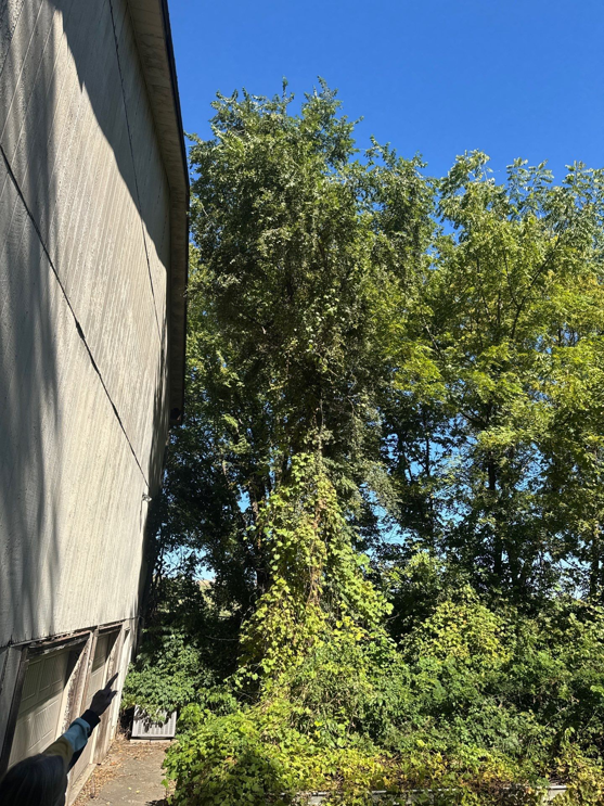 An overgrown tree covered in dense vines next to a residential building, indicating a need for tree service from Hunters Lawn Care & Tree Service in St. Joseph, MO.