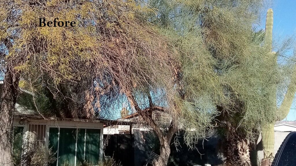 Two large, overgrown, and unhealthy trees before service by Alia's Tree Services And Landscaping in Phoenix, AZ.