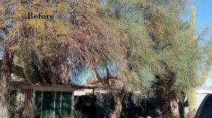 Two large, overgrown, and unhealthy trees before service by Alia's Tree Services And Landscaping in Phoenix, AZ.