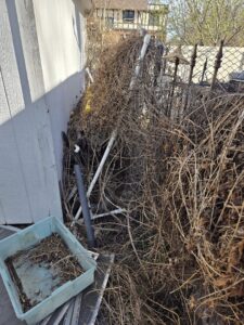 A large pile of overgrown vines and brush next to a fence, indicating a yard waste removal job by Big Sky Junk Removal LLC in Billings, MT.