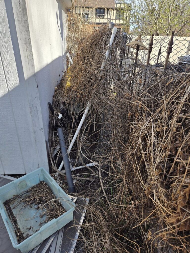 A large pile of overgrown vines and brush next to a fence, indicating a yard waste removal job by Big Sky Junk Removal LLC in Billings, MT.