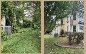 Before and after of an overgrown yard clearing and tree service by ED's Landscaping in Mechanicsville, VA.