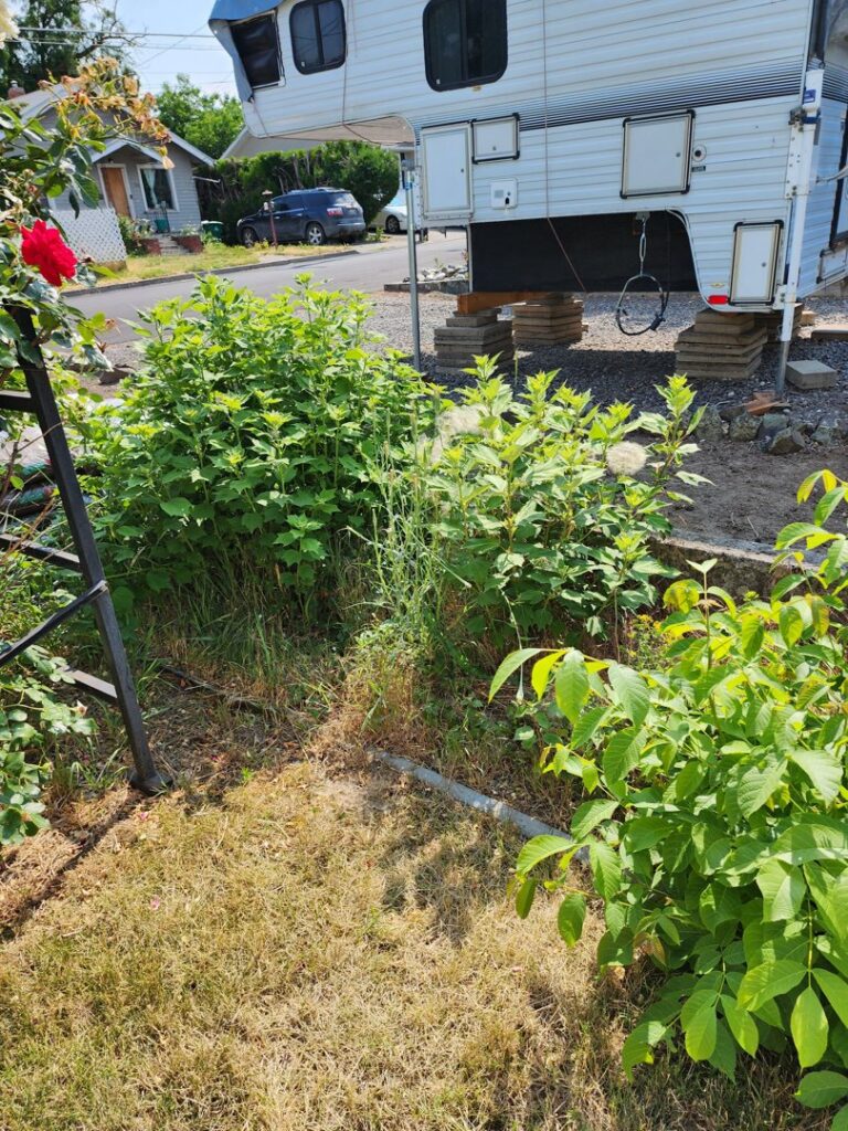 An overgrown yard with dense bushes and weeds next to a parked camper, indicating a need for cleanup by Battleship Property Maintenance in Lewiston, ID.