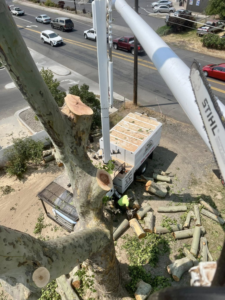 An overhead view of a worker and a bucket truck during tree trimming operations by TW Tree Service in Lewiston, ID.