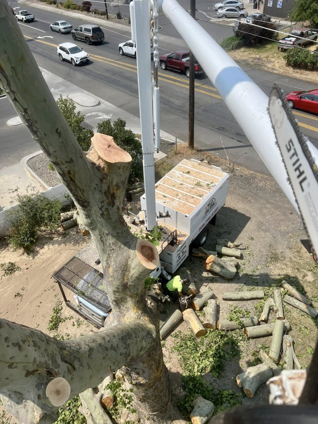 An overhead view of a worker and a bucket truck during tree trimming operations by TW Tree Service in Lewiston, ID.