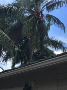 A tree service worker performing maintenance and trimming on a tall palm tree for Ohana Tree Services in Mililani, HI.