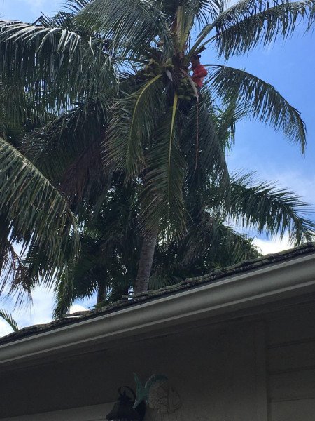 A tree service worker performing maintenance and trimming on a tall palm tree for Ohana Tree Services in Mililani, HI.