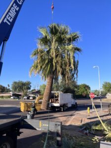 A large palm tree being removed by a crane and wood chipper by Tempe Tree Service Pros in Tempe, AZ