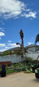 A palm tree being removed with a worker near the top and a stump grinder on site by Ohana Tree Services in Mililani, HI.