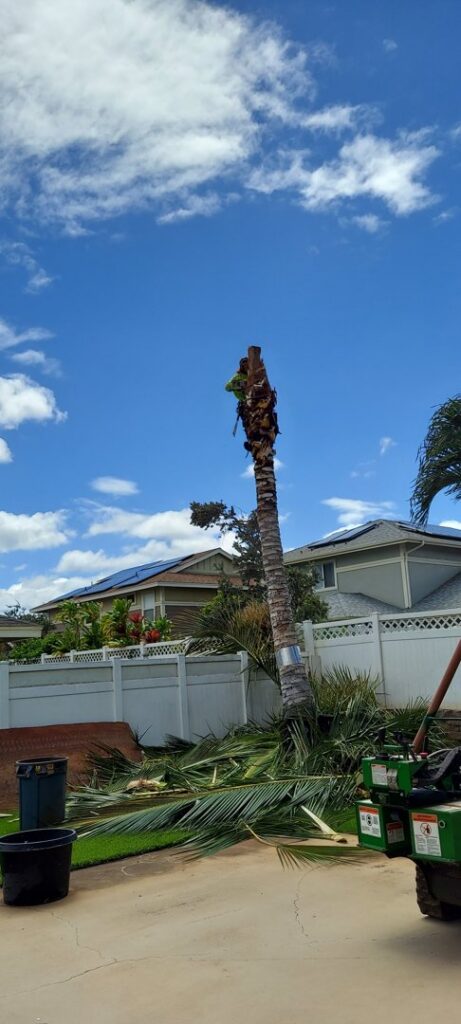 A palm tree being removed with a worker near the top and a stump grinder on site by Ohana Tree Services in Mililani, HI.