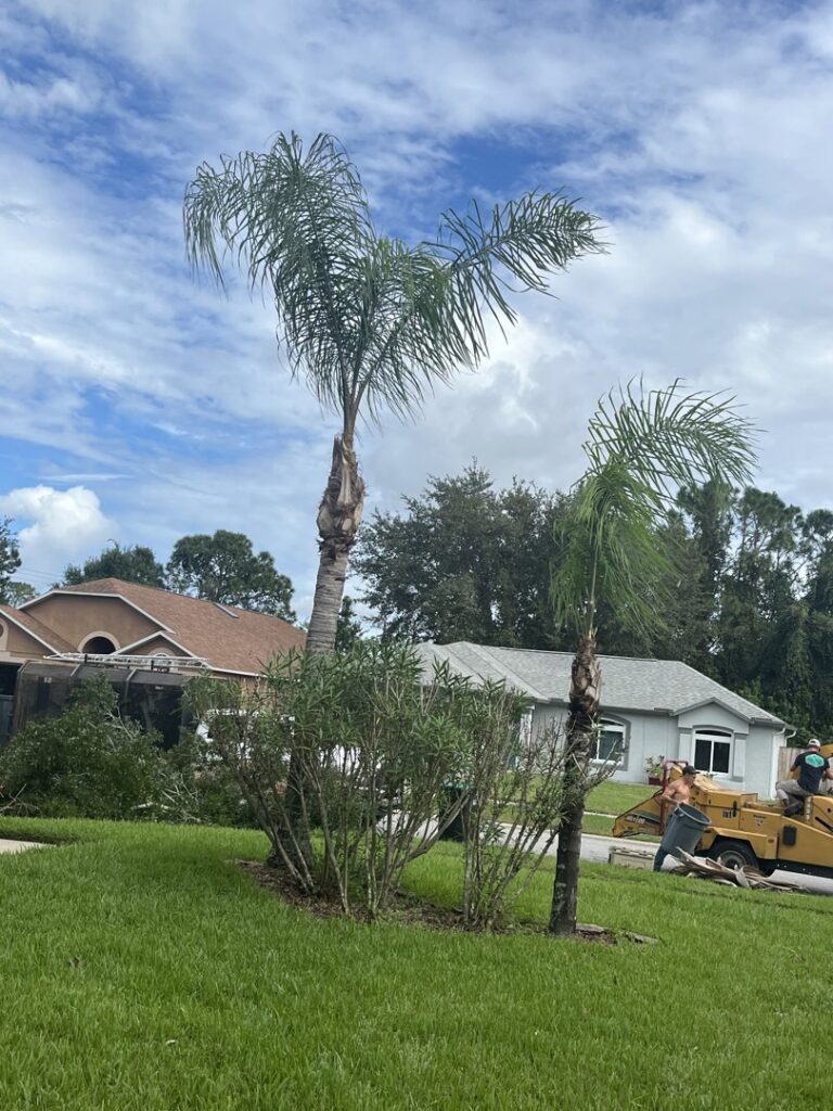 Palm tree removal in progress with a wood chipper in the background by Blaze Tree Service Inc in Orlando, FL