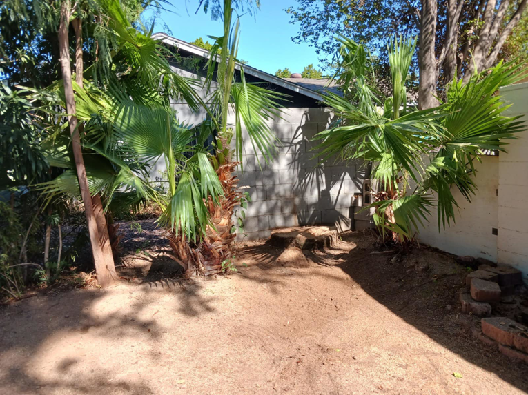 Cleared ground with visible palm tree stumps after removal services by EverBloom Landscape in Phoenix, AZ.
