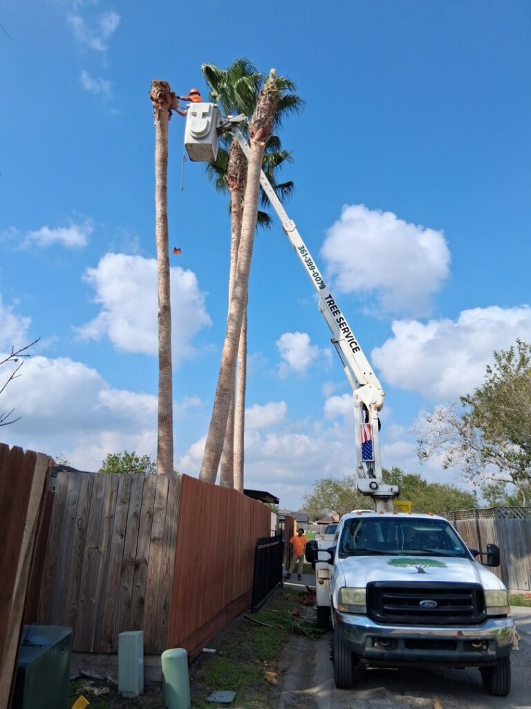 Arbortex Tree Service crew trimming tall palm trees with a bucket truck in Corpus Christi, TX.