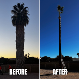 Before and after of a tall palm tree trimming service by Arizona Yard Maintenance in Apache Junction, AZ.
