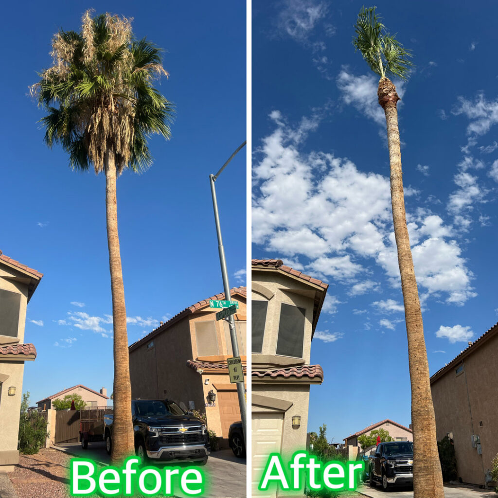 Before and after photos of professional palm tree trimming by Laurel Tree Landscaping LLC in Glendale, AZ