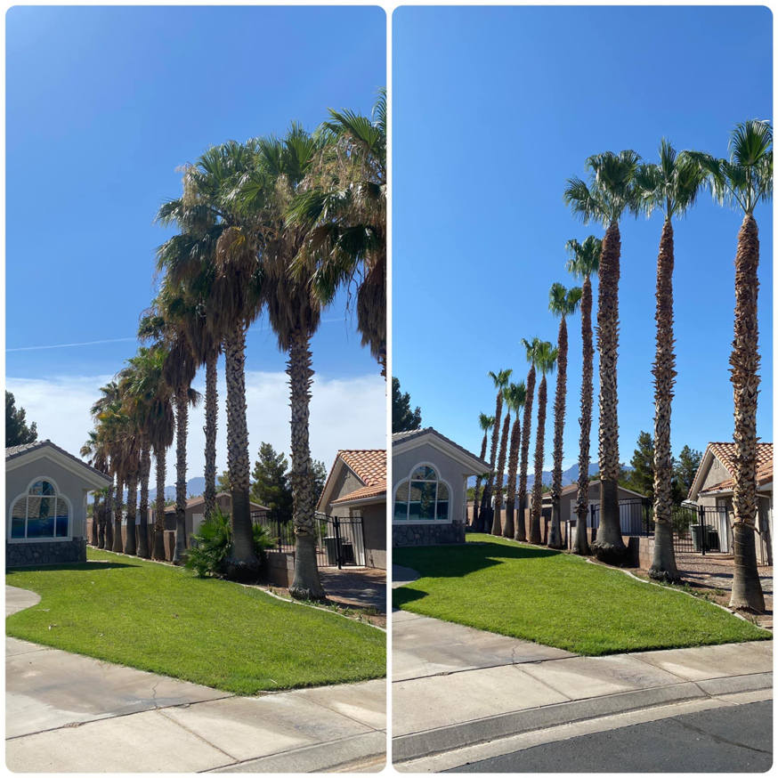 Before and after view of palm tree trimming service by Whipple Tree Service in Mesquite, NV, showing neatly pruned trees.