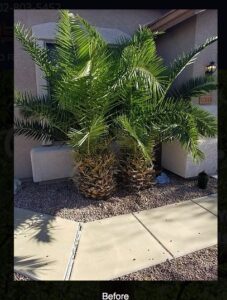 A "Before" image showing two overgrown palm trees in a residential landscape, awaiting trimming by No Bull Trees in Surprise, AZ.