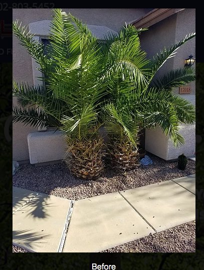 A "Before" image showing two overgrown palm trees in a residential landscape, awaiting trimming by No Bull Trees in Surprise, AZ.