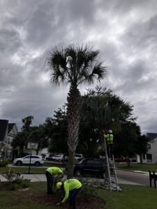 Complete Tree Service, LLC workers trimming a tall palm tree in a residential area of Charleston, SC.