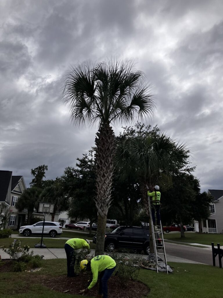 Complete Tree Service, LLC workers trimming a tall palm tree in a residential area of Charleston, SC.