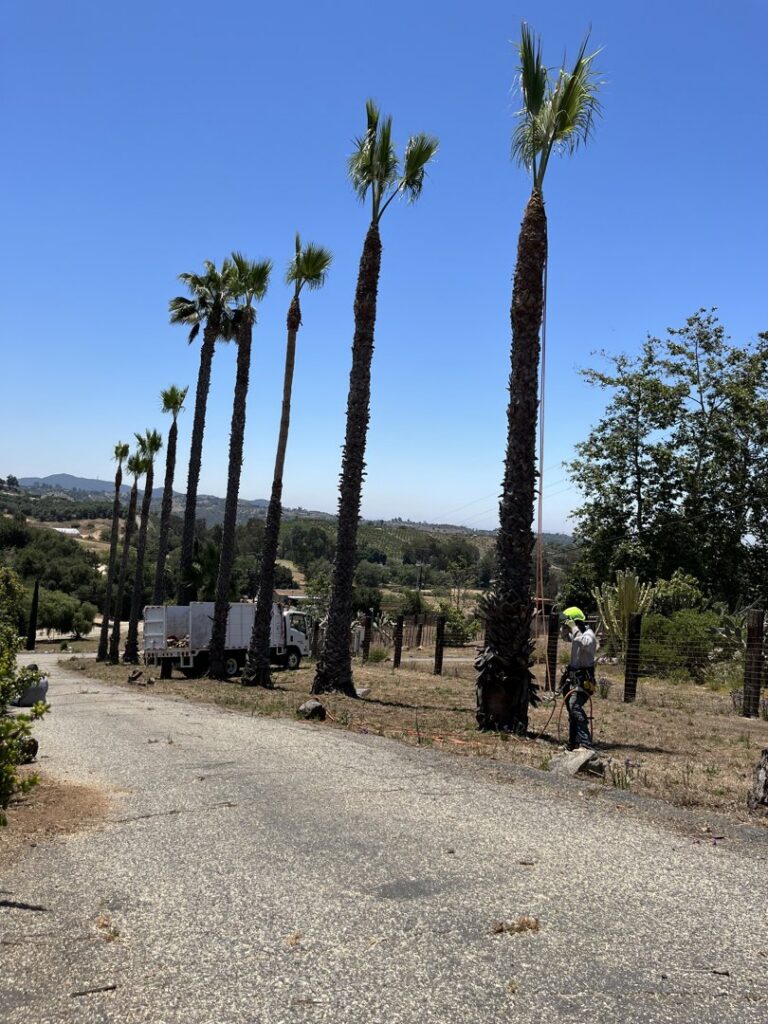 A crew performing palm tree trimming and maintenance with a dump truck in the background, by Mont Tree Service & landscape in San Diego, CA.