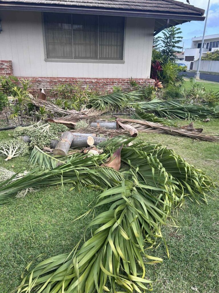 Freshly cut palm fronds and tree trunk sections on a lawn after tree trimming by City Green Care Inc. in Honolulu, HI.