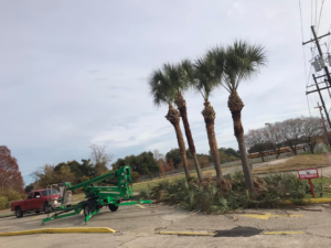 Tree service equipment, including a lift, used for palm tree trimming by J.Pittman Services in New Orleans, LA.