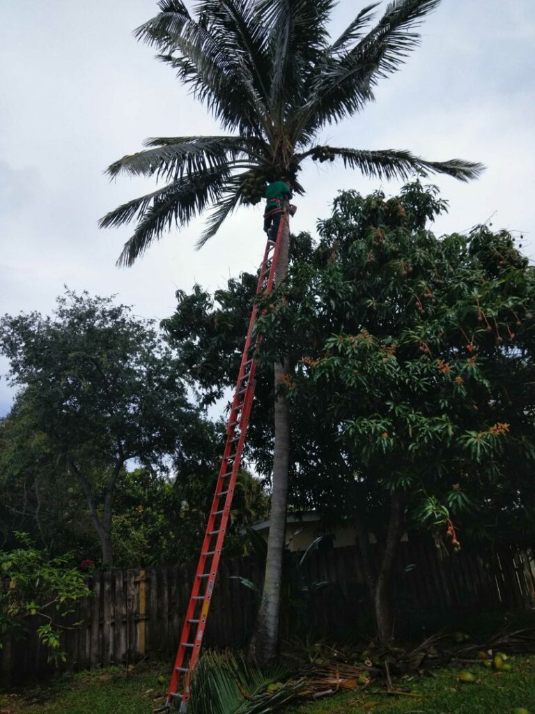 A worker on a tall ladder trimming a palm tree, providing expert palm tree service by MJ'z Tree and Landscaping Service LLC in Fort Lauderdale, FL.