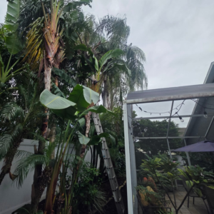 A ladder leaning against a tall palm tree, indicating trimming services by Timber Trimmers Tree Services in Orlando, FL.