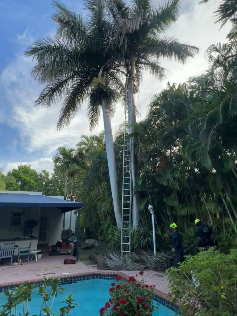 Workers performing palm tree trimming near a residential pool, with one worker on a ladder, for OnTop Tree Service in Miami, FL