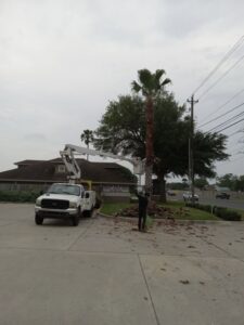 Arbortex Tree Service trimming a palm tree from a bucket truck near a roadside in Corpus Christi, TX.