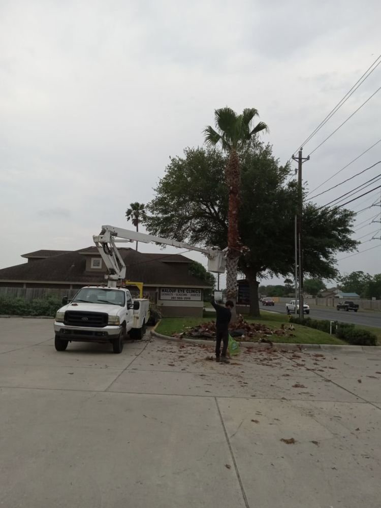 Arbortex Tree Service trimming a palm tree from a bucket truck near a roadside in Corpus Christi, TX.