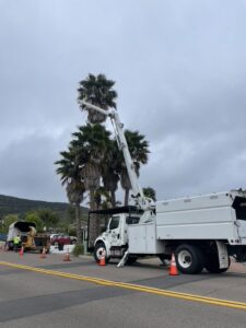 Roadside palm tree trimming in progress with a bucket truck and wood chipper by Salcedo Tree Service Inc in San Diego, CA.