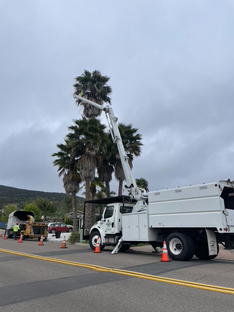 Roadside palm tree trimming in progress with a bucket truck and wood chipper by Salcedo Tree Service Inc in San Diego, CA.