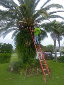 A professional from Jesse James Tree Rangers trimming a tall palm tree with a ladder in Jacksonville, FL.