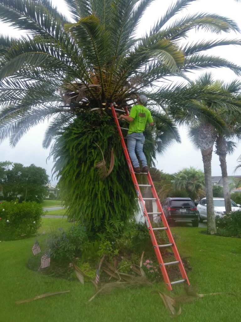 A professional from Jesse James Tree Rangers trimming a tall palm tree with a ladder in Jacksonville, FL.