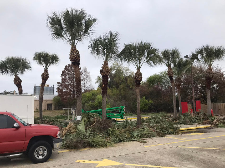 Palm tree trimming in progress with a lift and removed fronds on the ground by J.Pittman Services in New Orleans, LA.